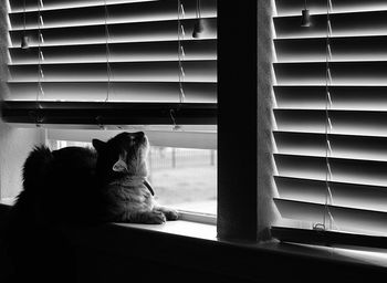 Cat looking through window at home