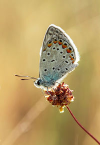 Close-up of butterfly on leaf