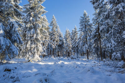 Snow covered pine trees against sky