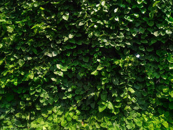 Full frame shot of ivy growing on tree