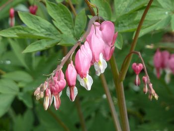 Close-up of pink flowering plant