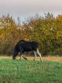 animal