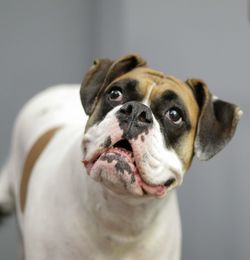 Close-up portrait of dog