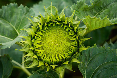 Close-up of sunflower on plant