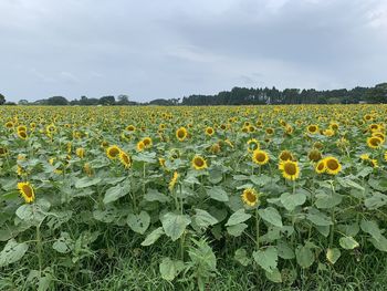 Scenic view of sunflower field against sky