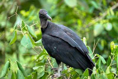 Close-up vulture