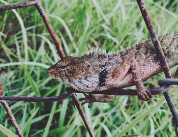 Close-up of a lizard on branch