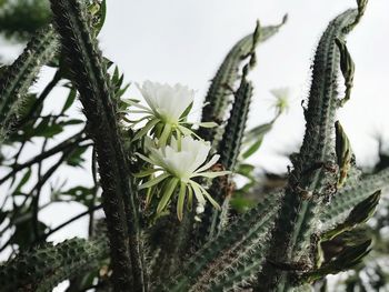 Close-up of white flowering plants against sky