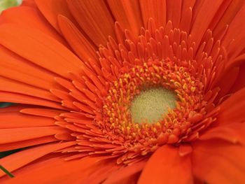 Full frame shot of orange daisy