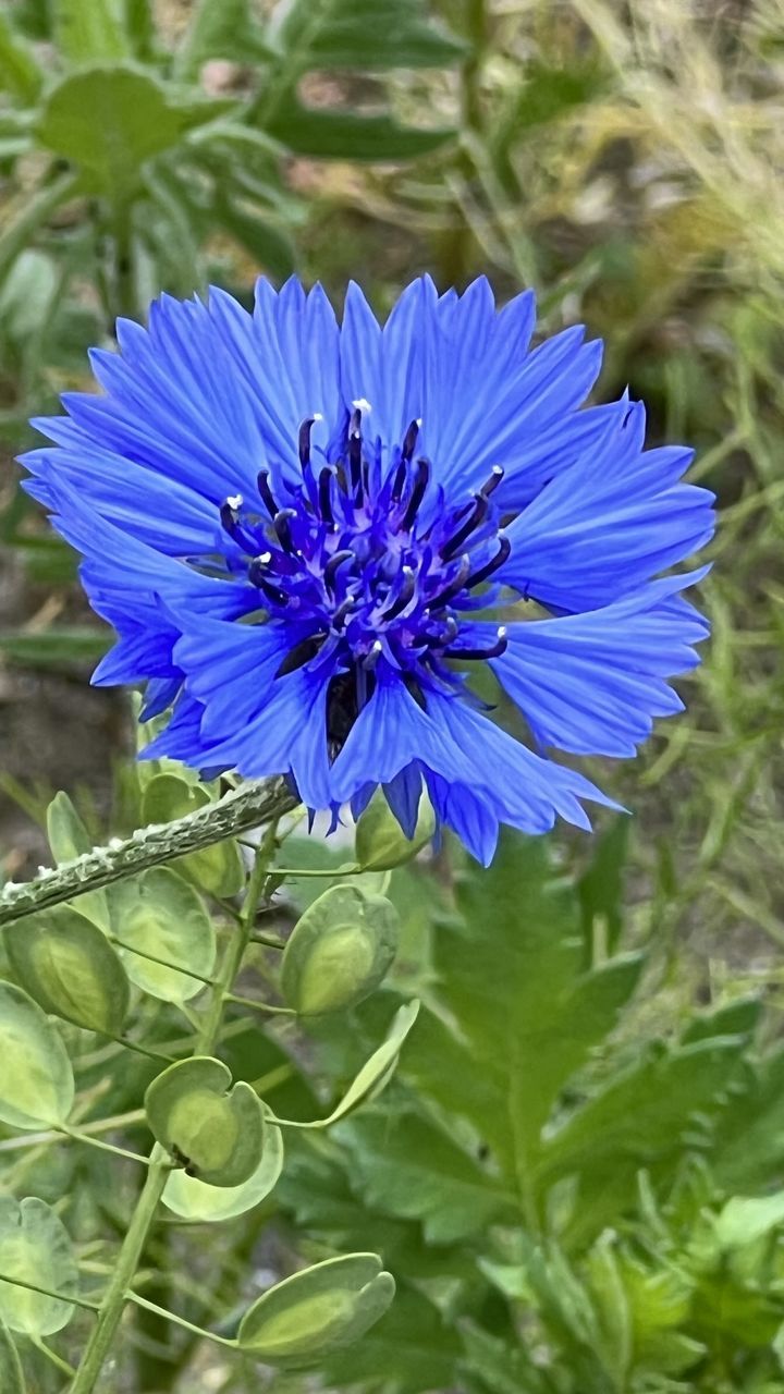 flowering plant, flower, plant, freshness, beauty in nature, growth, purple, fragility, flower head, blue, close-up, petal, inflorescence, nature, produce, herb, food, vegetable, chicory, herbaceous plant, leaf vegetable, no people, botany, wildflower, plant part, leaf, day, outdoors, blossom, green, focus on foreground, springtime