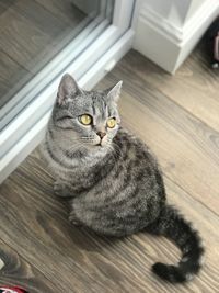 High angle view of cat relaxing on floor at home