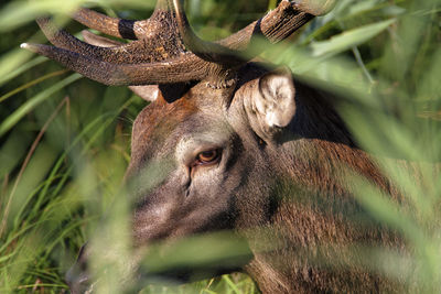 Close-up of deer