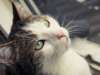 Close-up portrait of cat