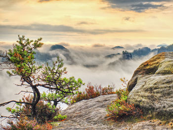 Sandstone rocky summit with heather bushes and bent tree. valley full of thick mist, blue orange sky