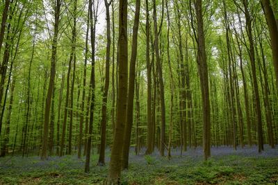 Pine trees in forest