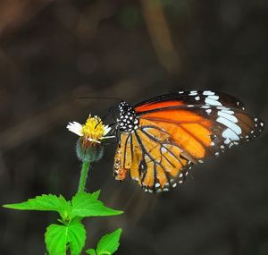 Close-up of butterfly pollinating on flower