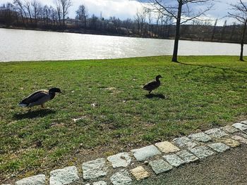 View of birds in lake