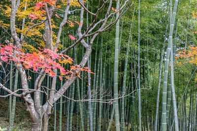 Trees in forest during autumn