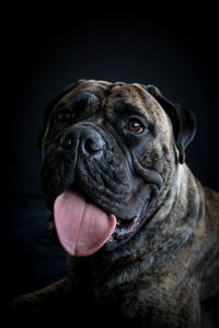 Close-up of dog against black background