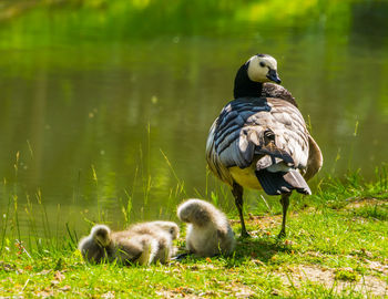 Ducks in a lake