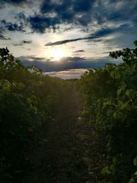 Scenic view of landscape against sky during sunset