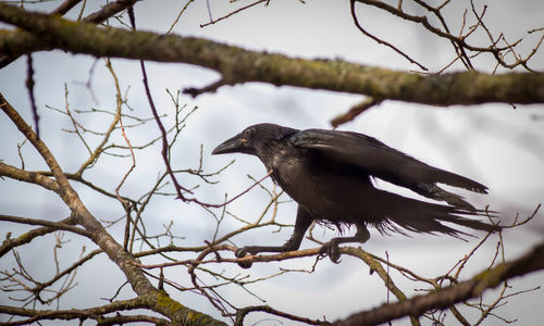 Close-up of bird perching on branch