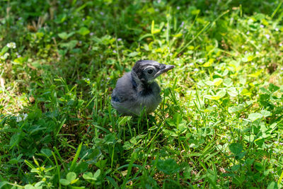 Blue jay fledgling 