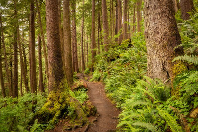 Trees in forest