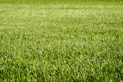 Texture of green grass on a sports soccer field or golf lawn. green sports lawn in the stadium