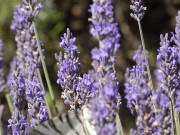 Close-up of purple flowering plants