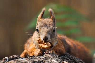 Close-up of squirrel on rock