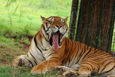 Tiger yawning on field