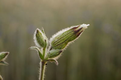 Close-up of fresh green plant