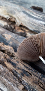 Close-up of mushroom on wood