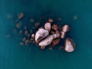 High angle view of crab on rock in lake