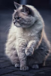 Close-up of cat looking away