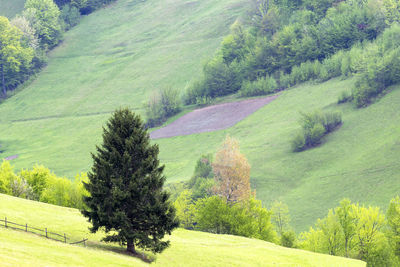 High angle view of pine trees on field