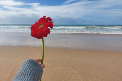 Cropped hand of woman holding flower against sky