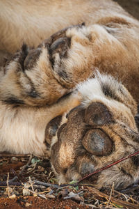 Close-up of cat lying on field