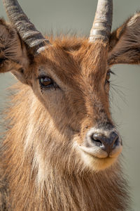 Close-up of young male waterbuck turning head