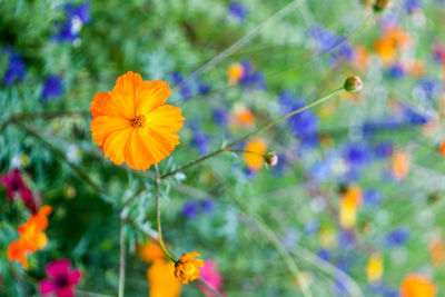 Close-up of purple cosmos flower