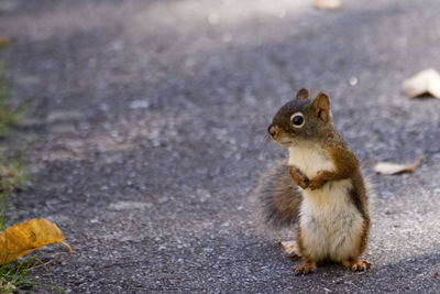 Close-up of squirrel on ground