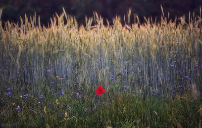 Close-up of purple flowering plants on field