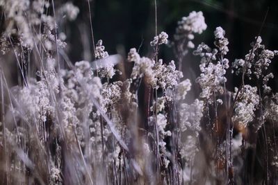 Close-up of flowering plants during winter