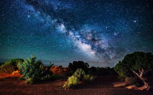 Trees against star field at night