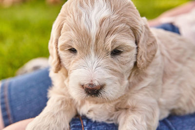 Close-up portrait of dog relaxing outdoors