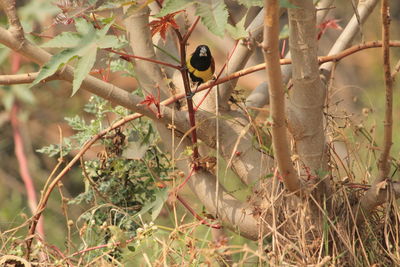 Bird perching on tree
