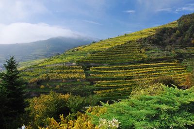 Scenic view of agricultural field against sky