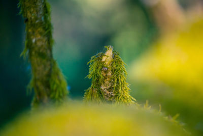 Beautiful spring plants growing in the northern europe forest.