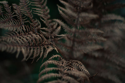 Close-up of pine cone